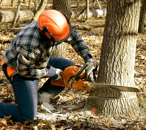 Tree Removal in River Falls, AL